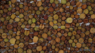 seed