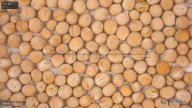 seed