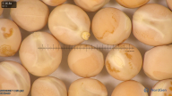 column seed
