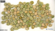 seed