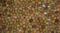 seed