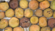 column seed