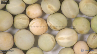 column seed