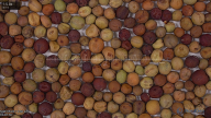 seed
