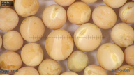 column seed