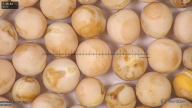 column seed
