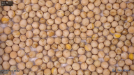 seed