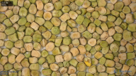 seed