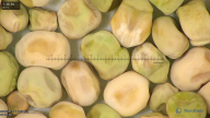 column seed