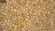 seed
