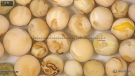 column seed