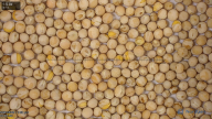 seed