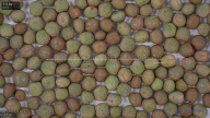 column seed