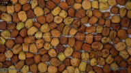 seed