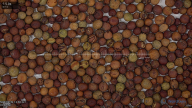 seed
