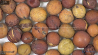 column seed