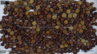 column seed