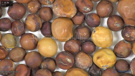 column seed