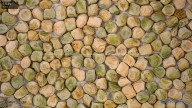 seed
