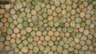 seed