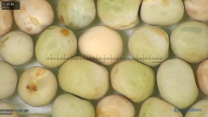 column seed