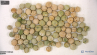 column seed