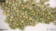 seed