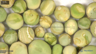 column seed