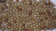 seed