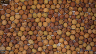 seed