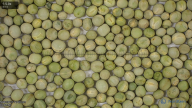 seed