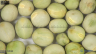 column seed