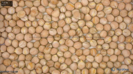 seed