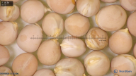 column seed