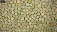 seed
