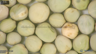 column seed