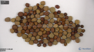 seed