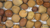 column seed