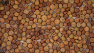 seed