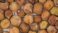 column seed
