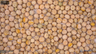 seed