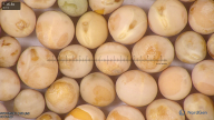 column seed