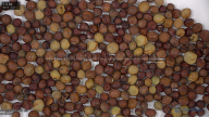 seed