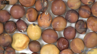 column seed