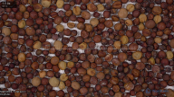 seed