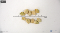 column seed