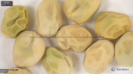 column seed