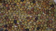 seed