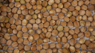 seed