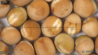 column seed
